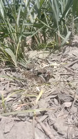 tatti har ke  ande  paring with eggs chuja#tatti har#tiktok 