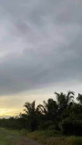 Sunrise 🌴🌴 #fypシ゚ #fyppppppppppppppppppppppp #fypage #sawitontiktok #sawittiktok #sawitbalap #🌴🌴#sunrise  #sawitkalimantan🌴🌴🇮🇩 #kalimantanselatan 