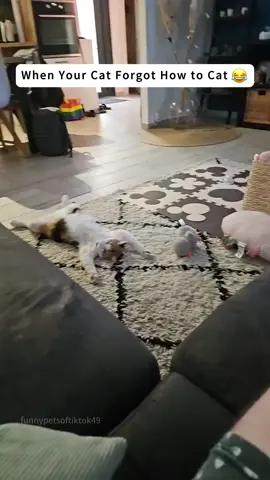 When Your Cat Forgot How to Cat😼#cat #funny #catlover #catsoftiktok #foryou #crazy 
