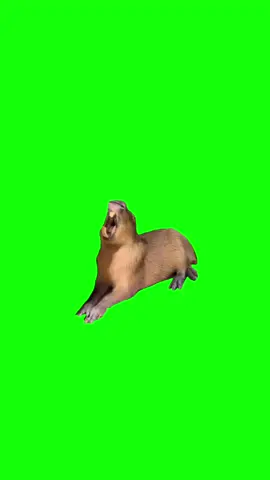 Capybara Yawning Meme Green Screen #meme #memes #greenscreen #fyp #trend #capcut #viralgoals #protemplates #greenscreen #viral  #memecut #catmemes #tiktok #funny