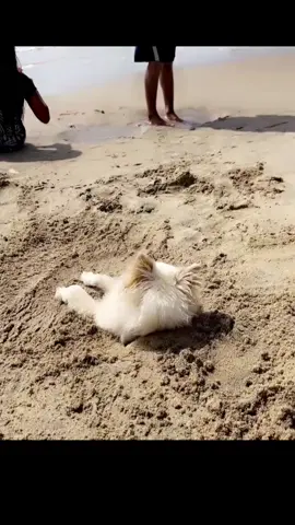#perros #perro #playa 