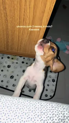 coisa mais gostosa, vai dar trabalho kkkkkk ❤️ #beagle #dogsoftiktok #cachorro #puppylove 