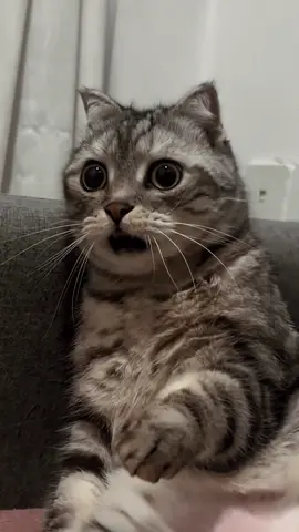 The shocked kitten😂😂😂#shockedface#cutekitten#mycatsocute#kittensoftiktok。#CapCut#greenscreen#greenscreenvideo#greenscreenoverlays#fyp#fypシ#fyppage #fypシ❤️💞❤️🥰😘 