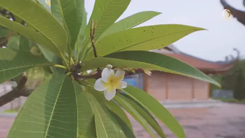 THÀNH CỔ XƯƠNG GIANG #xuhuong #tamthanh #tamthanhmedia #agency #2025 #LearnOnTikTok #bacgiang #media #xuhuongtiktok #tamthanhgroup #canhdep #bacgiang98🇻🇳 #ditichlichsuquocgia #denxuonggiangthanhphobacgiang