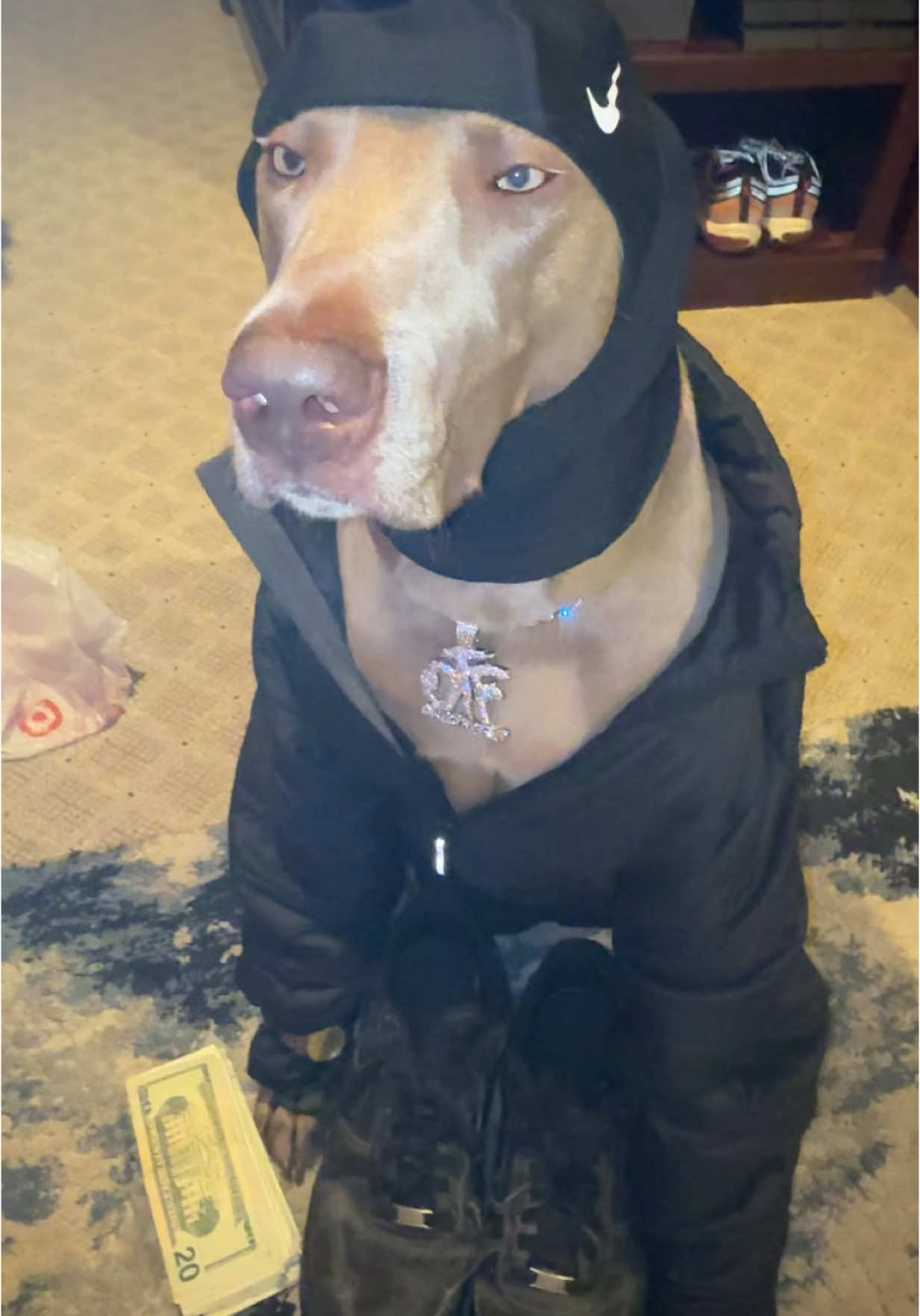#yn #shiesty #bloodhound #liljeff #demon #dog 