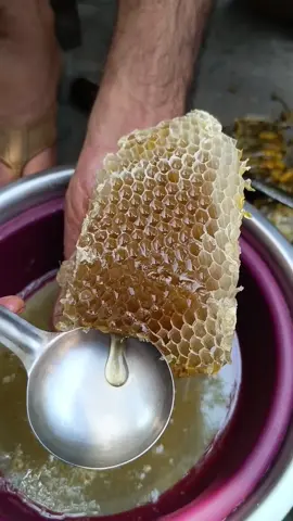 Melipona Honey #honeybeetunei #honeybee #honey #usa   