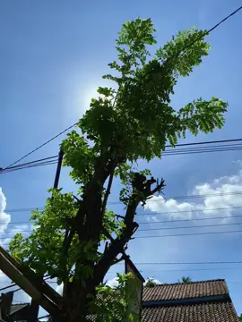 Hari yg sangat cerah #foryoupage #mentahanvideo #story 