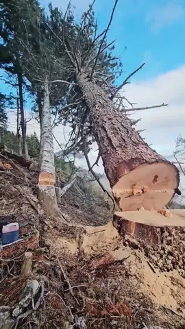 Cutting down tree #tree #giant #gianttrees #oddlysatisfying #fyp  