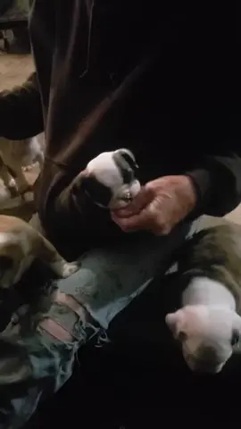 #pocket #Love #showdog #babiesoftiktok #foryoupageofficiall #englishbulldog 