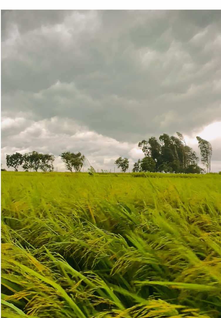 বৃষ্টির আগে ধান ক্ষেতে নাচে বাতাসের ছন্দ, এই দৃশ্য যেন প্রকৃতির লেখা কোনো ছন্দ ⋆࿐😊❤️‍🩹 #প্রকৃতি #sky #tree #fyp #fypシ #fypシ゚viralシ #unfrezzmyaccount #tiktok #shorts #song #weather #views #reels #nature #natural #scenery #foryou #trending #viral #viralvideo #sunset #village #NaYaN #NaYaN56 @TikTok @tiktok creators @TikTok Bangladesh 