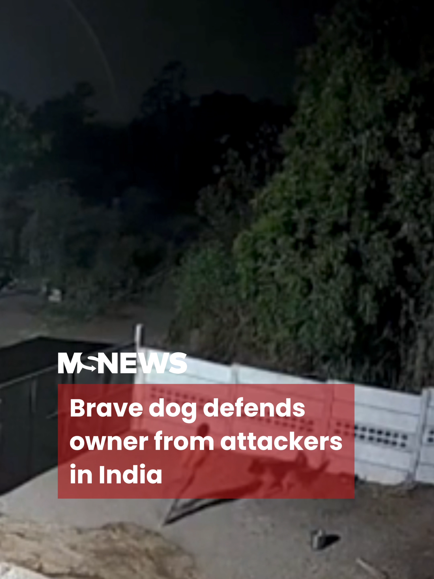 The dog risked it all to save his human.👏🐕 #mustsharenews #tiktoksg #fypsg