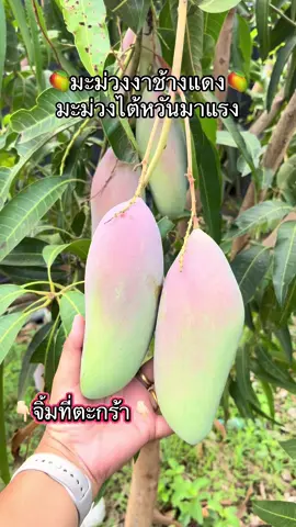 #มะม่วงงาช้างแดง #ต้นมะม่วง #ไม้ผลน่าปลูก #ร้านดังในติ๊กต๊อก #สวนยิ่งมีทรัพย์พันธุ์ไม้สุโขทัย #สวนมณีนุชพันธุ์ไม้สุโขทัย #แม่ค้าน่ารัก #มะม่วงไต้หวัน 