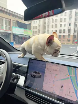 Me and my dog #frenchbulldog #dogllover #cutepet #dogsoftiktok #CuteFrenchbulldog #Furrykid