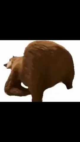 meme gấu lắc dit#xh #xuhuong #capcut #gauthmathpower #gauxinh #gautv 