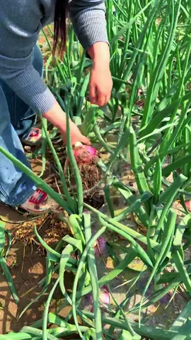 Membantu pertumbuhan tanaman bawang merah jadi lebih cepat lebih subur dan lebih hijau#pupukorganik #bawangmerah #petanibawangmerah #petanibawangmerahindonesia