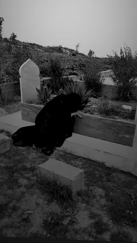 #CapCut #قالت_مش_هتسبني #💔💔💔💔💔💔💔💔💔💔💔💔💔💔 #ياعيوني #مرايفه #عليك #الله_يرحمك_ويجعل_مثواك_الجنه_يارب #فيديوهاتي_تصاميمي🎶🎬 #شعب_الصيني_ماله_حل😂😂 #شعب_الصيني_ماله_حل😂😂 #مشاهدة_ممتعة_للجميع🔥 #طرابلس_بنغازي_المرج_البيضاء_درنه_طبرق #ليبيا🇱🇾 