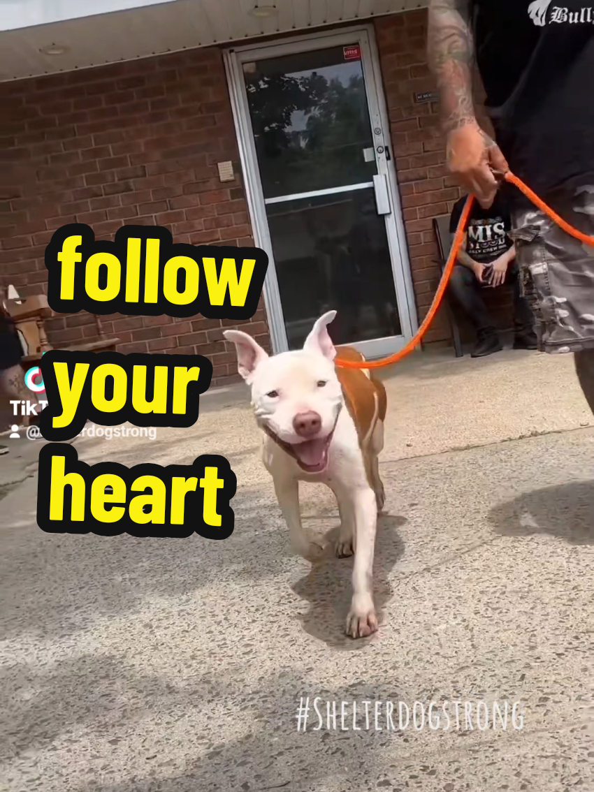We never know when our time is up.so stop following direction, and start following your ❤️‍🔥 Thanks for all the never ending support. 🌹🌹 WHO ARE WE?: We are ShelterDogStrong and we take shelter dogs on day dates, record our visits, then post the videos to the internet, in hopes to get these angels seen and saved!   #rescue #followyourheart #dreamitb #highvibetribe #peace #dogs #ny 