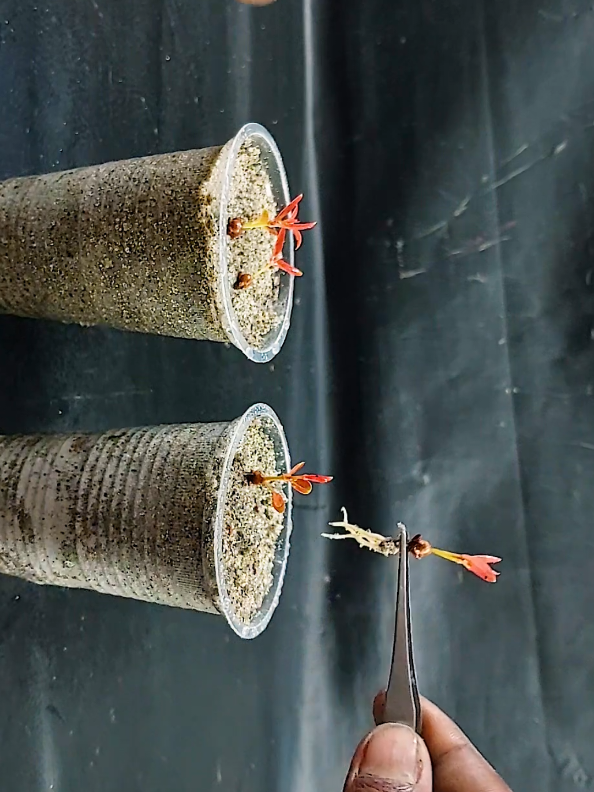 #clove #plant #cloves #gardening #PlantLove #plantslife #plants #PlantCare #IndoorPlants  #GreenLiving #PlantLover #PlantAddict  #Gardening #HousePlants  #PlantCommunity #PlantParent  #UrbanJungle  #PlantGoals  #GardenInspiration  #PlantsMakePeopleHappy #NatureLovers  #PlantTherapy #GreenThumb  #PlantCollection #natureathome  #HomeGarden #PlantStyling  #LeafLover  #PlantLife #PlantOfTheDay  #GrowYourOwn #Botanical  #PlantObsessed #PlantGang #Succulents #GreenHome  #PlantDecor  #PlantInspiration #PlantFam #HousePlantClub #IndoorJungle #PlantFriends #HappyPlants  #PlantPower  #GardeningLife  #GoGreen  #FreshPlants #PlantPerfection #PlantVibes #FlowerPower  #EcoFriendly #PlantDaily  #HousePlantHome  #NatureGram  #PlantGoals  #HomeGreenery  #PlantLove 