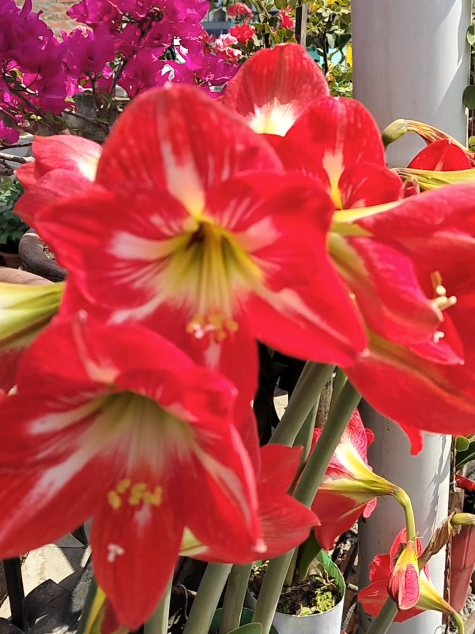 अमर लीली/ ढवाङ्ग फूल #flowers #garden #tiktoknepal #fyp #tranding #foryoupage #foryoupage❤️❤️ #foryou #creatorsearchinsights #amarlilly 