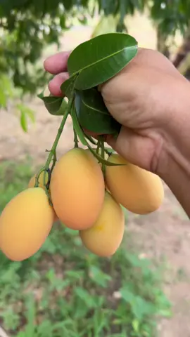 ลูกสวยๆ เด็ดเพลินเลย