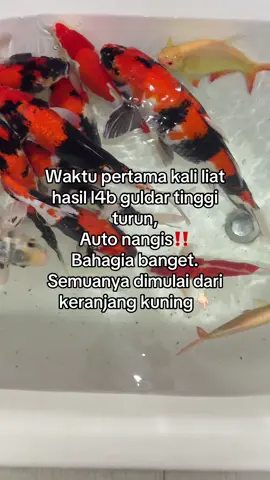 Guldar stabil, kualitas hidup meningkat. Diaberis solusi alami Anda #guladarah #diabetes #diaberis #guladarahtinggi #lawandiabetes #kendaligulakendalihidup #mangu 