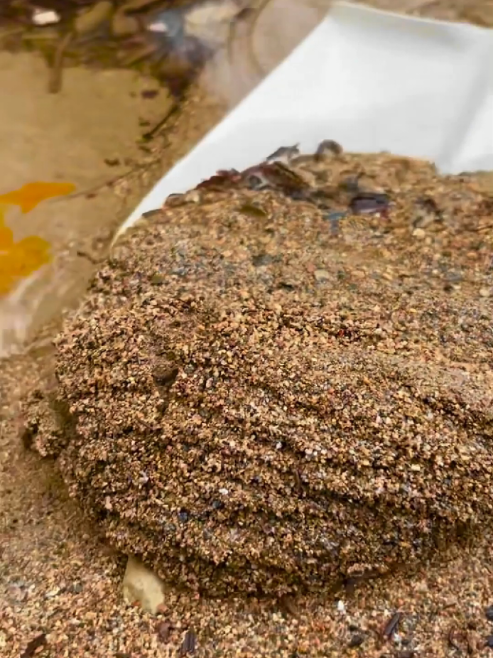 Looking for gold and panning for gold buried in river walls #viralvodeo #golddiscovery #goldpanning #mininggold #goldhunter #foryou #foryoupage 