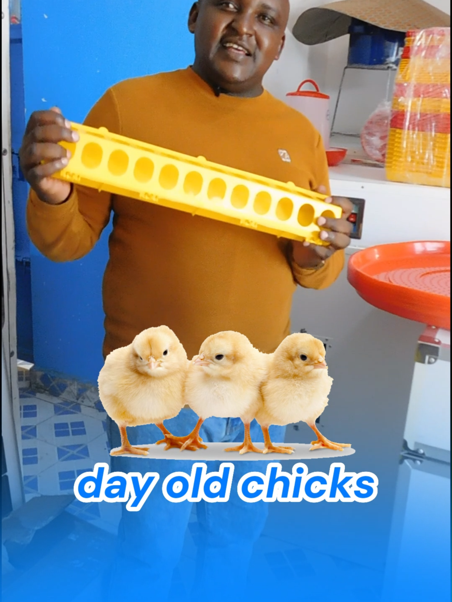 Raising day old chicks is different from rearing mature chicken. Chicks require extra care as their immune system as well as digestive system is not as developed as that of mature chicken. in this video we briefly explain how to feed the day old chicks, the 2 best types of feeders and how to use them. If you need any of these then they are available here at Eco Kuku, contact us on 0710 90 56 96  or visit our office/workshop located along outer-ring road in Kariobangi next to Kiamaiko Bus stop, the tall brown Building. #chicks #poultry #ecokuku #eggincubator #chicken