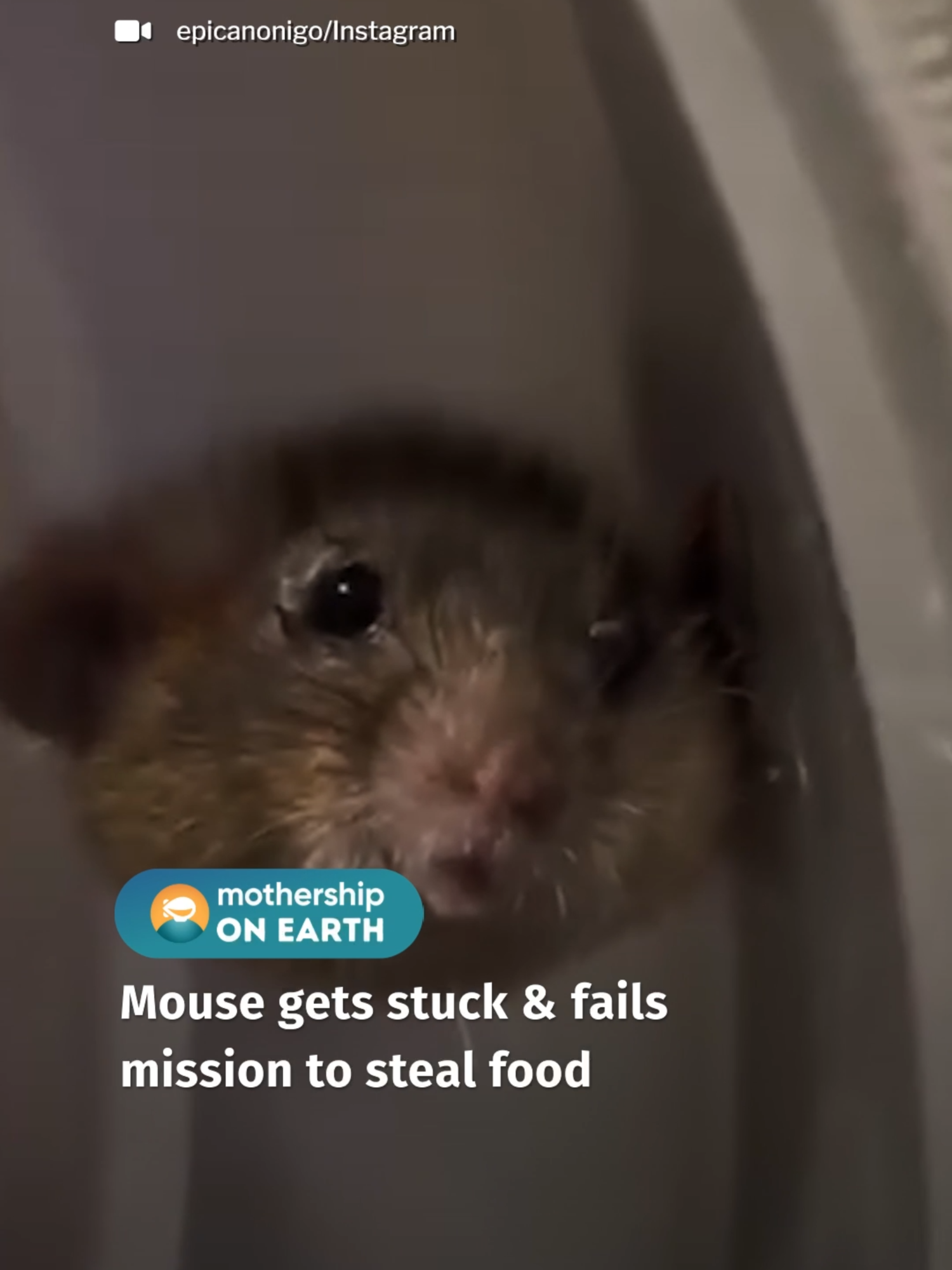 remy, you are better than that #tiktok #animal