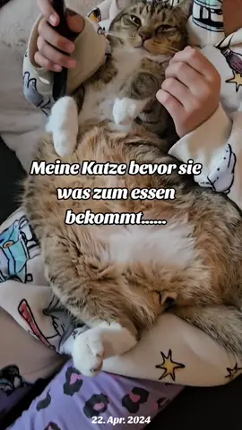 so typisch Katze 🐱😂 #erinnerung #katze#🤣🤣🤣#