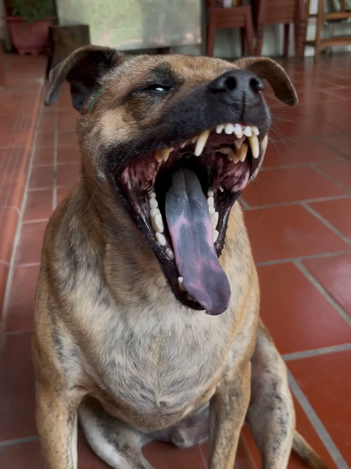 😂😂😂#xuhuong #dog #doglover #nghechuchot #TikTokAwardsVN #hello2025 #Master2025byTikTok #dogtok #yeudongvat #hoiyeucho #yeuthucungtiktok❤️ #thucung #xuhuongtiktok #peếtoftiktok2025 #PetsOfTikTok #yeuthucun #kyniem #dogsoftiktok 