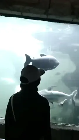 ngga relate sii, tapi suka poll lagu ini #mangu #galaubrutal #fyppppppppppppppppppppppp #affiliate #affiliatepemula 