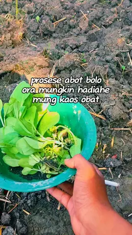 seng penting berusaha semaksimal mungkin,masalah hasil awak ndewe Ra melok nentokne #petanimuda #petaniindonesia🇮🇩🇮🇩🇮🇩🌿🌿  #tembakau #mbakobalap  #bojonegoro #kedungadem_bojonegoro 