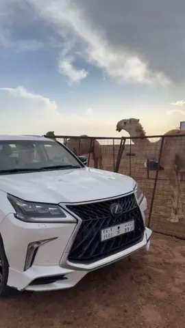 #لكزس #البل 