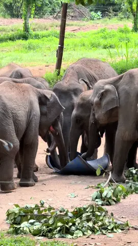 Elephant Transit Home Udawalwe  Baby Eles Feeding Time  #Wildlife #elephant #photography #Wildlife #safari #viralvideo #srilanka #new #feed #baby #cute 