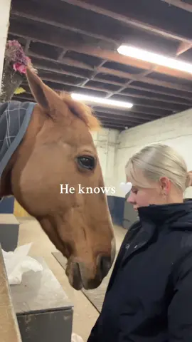 Best friend(comfort)😭❤️❤️#Love #horse #friends #tiktok #lovestory 