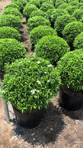 #caycanhcongtrinh #langhoasadec #cothamcongtrinh #decorsanvuon 