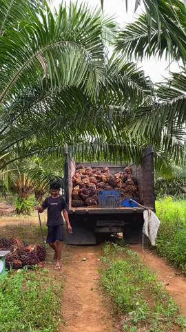 #sawit #sawitontiktok #sawitriau #sawitkalimantan #sawitbalap #petanimuda #petaniindonesia🇮🇩🇮🇩🇮🇩🌿🌿 #tandanberduri #tokesawit 