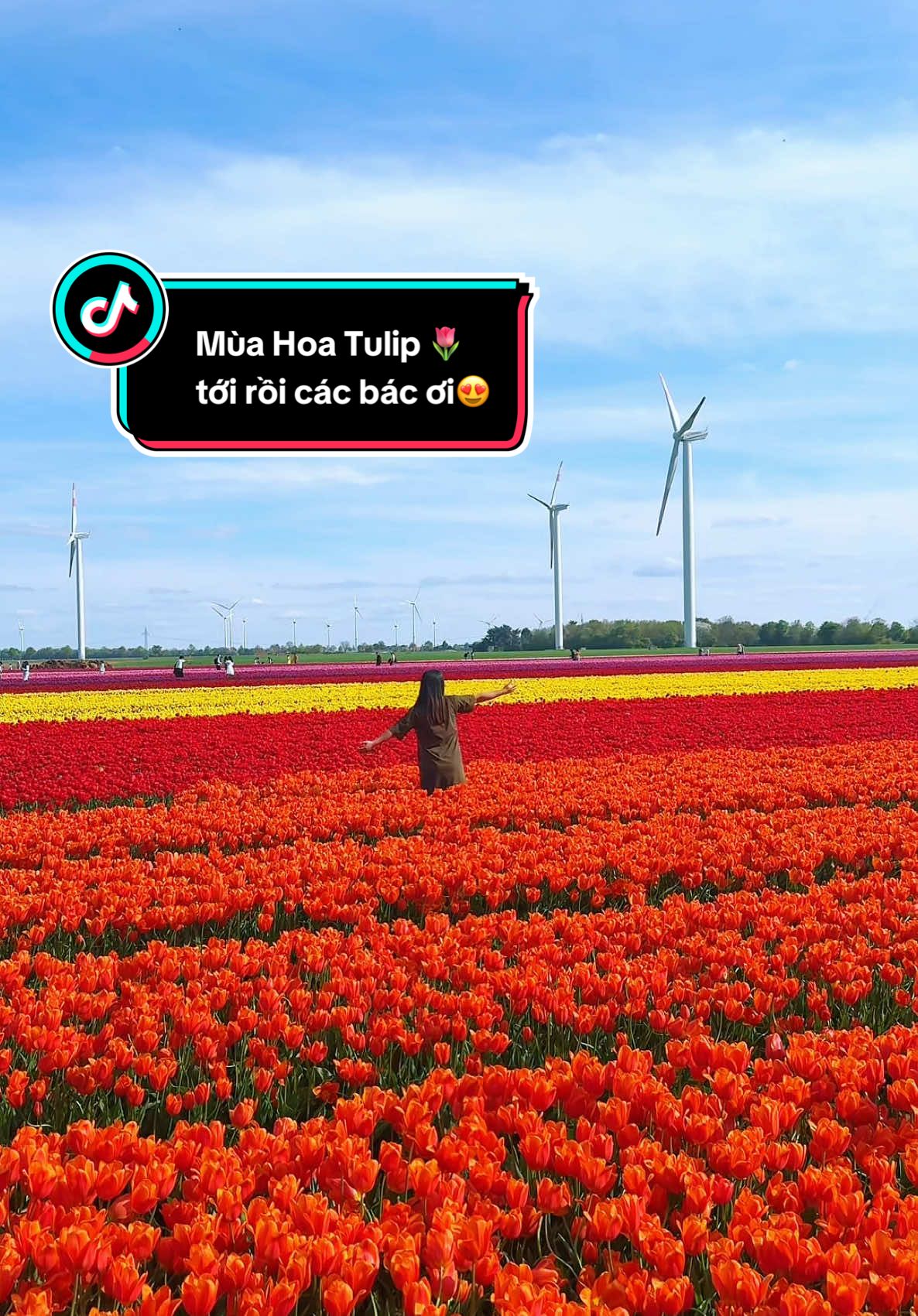 Check-in hoa Tulip 🌷 ở gần Düsseldorf 📍Reitanlage Klitzenhof, Weilerhöfe 12, 41564 Kaarst #bleuingermany #cuocsongoduc🇩🇪🇩🇪🇩🇪 #dulich #tulips ##fyp