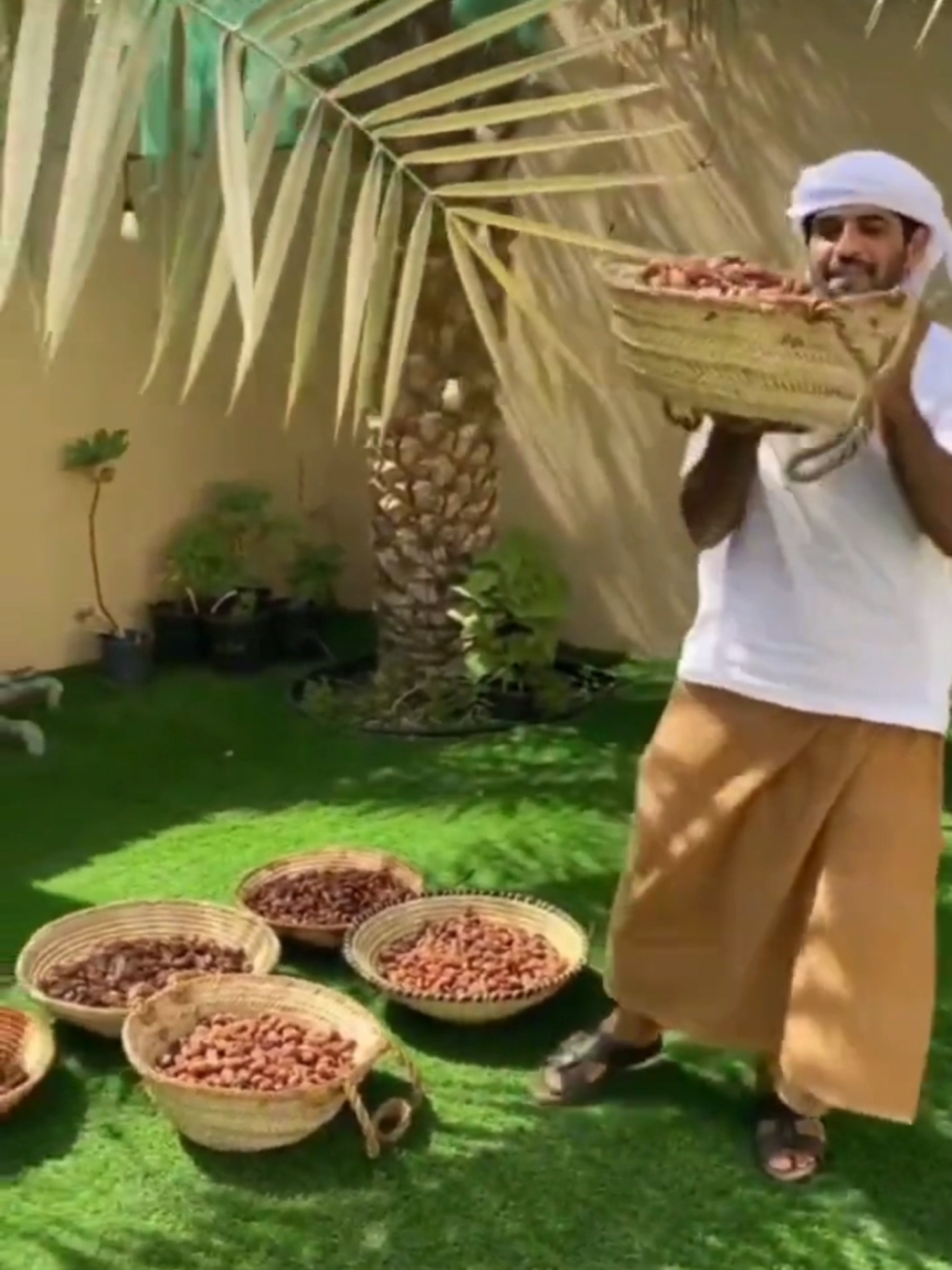 Big Sale Dried dates Palm Naturally delicious and many health benefits #trend #trending #viral #viraltiktok #driedfood #heathyfood #healthyfoods #food