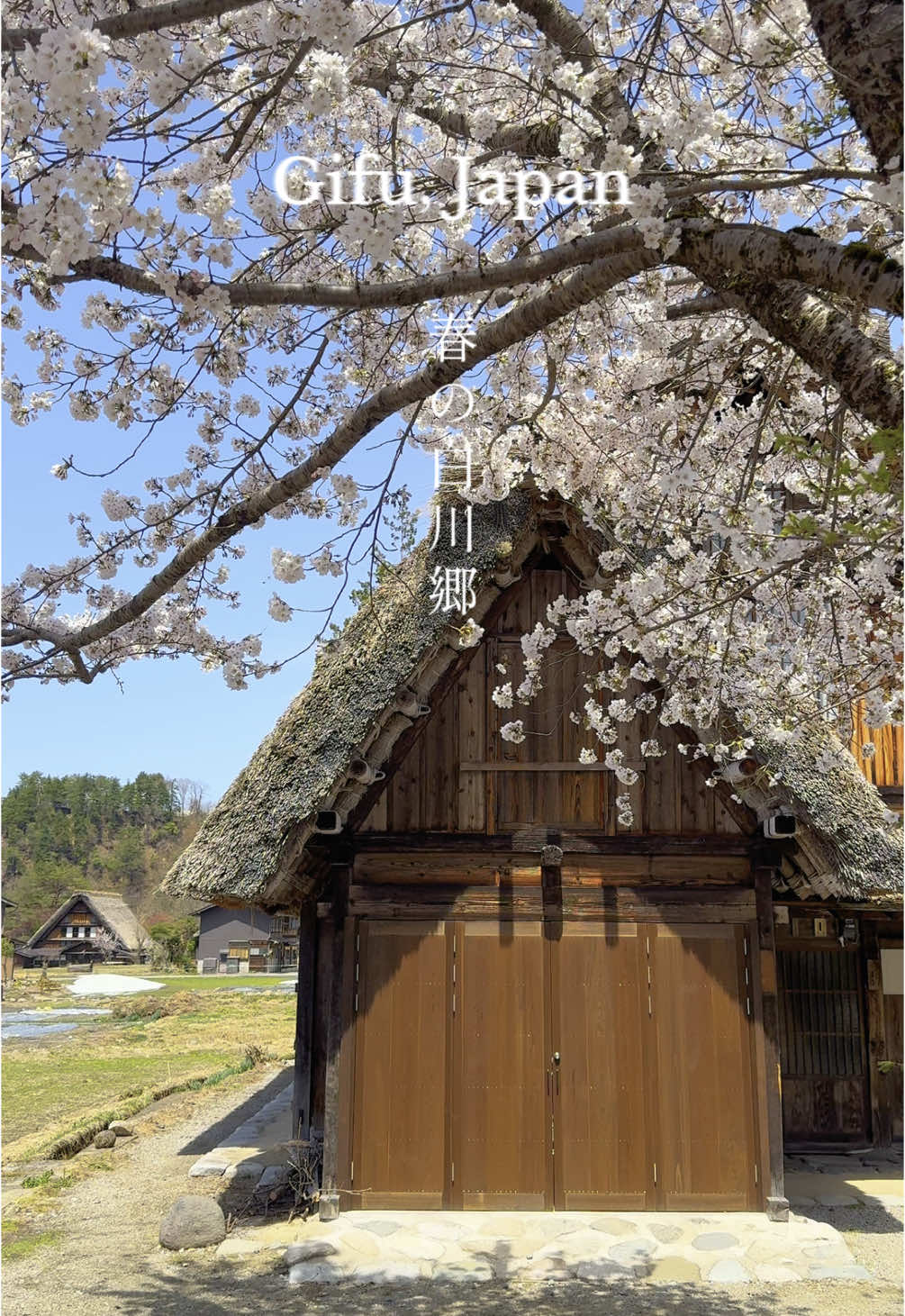 春の白川郷🌸雪解けの山と満開の桜🌸 #日本 #日本の風景 #白川郷 #桜　#世界遺産 #japan #japantravel #japantrip #shirakawago 