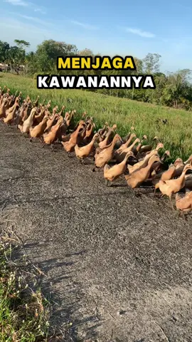 Fungsi JANTAN di Gerombolan Bebek!!