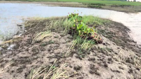 Em#em #tiktok #xuhướng #xunghuong #hoànghôn #chill #quêhươngviệtnam #hồdầutiếng 