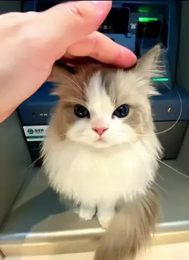 whow that kitty is very cute #cats #pets #cutecats #cute 