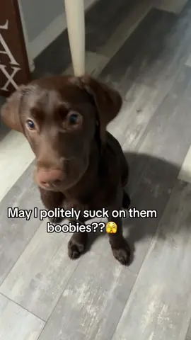 I asked nicely!! #trending #tiktokshopaffiliate #zoomies #creatorsearchinsights #puppytiktok #labsoftiktok #fyp #tiktokshop #rizz #massfollowing #dogsoftiktok #