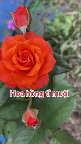 Gốc chỉ 10k #hoahong #hoadepbonmua #caygiong #trending #xuhuong #fyp 