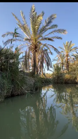 البصره المدينه بني منصور 