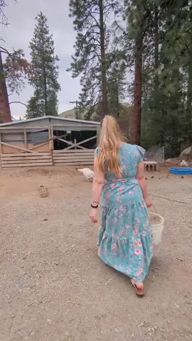 #مزارع #دواجن