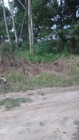 ular kobra#fyppppppppppppppppppppppp #fypツ #fypシ゚ 