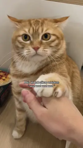 Stecu hilang terbitlah wut wut #kucinglucu #kucingtiktok #kucing #kucingku #kucinggemoy #kucingnyimut #anabul 