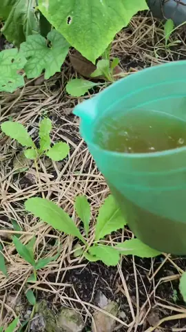 Tưới đạm cá cho các em cải xanh mau lớn, chứ thèm lắm rồi nè 🥰